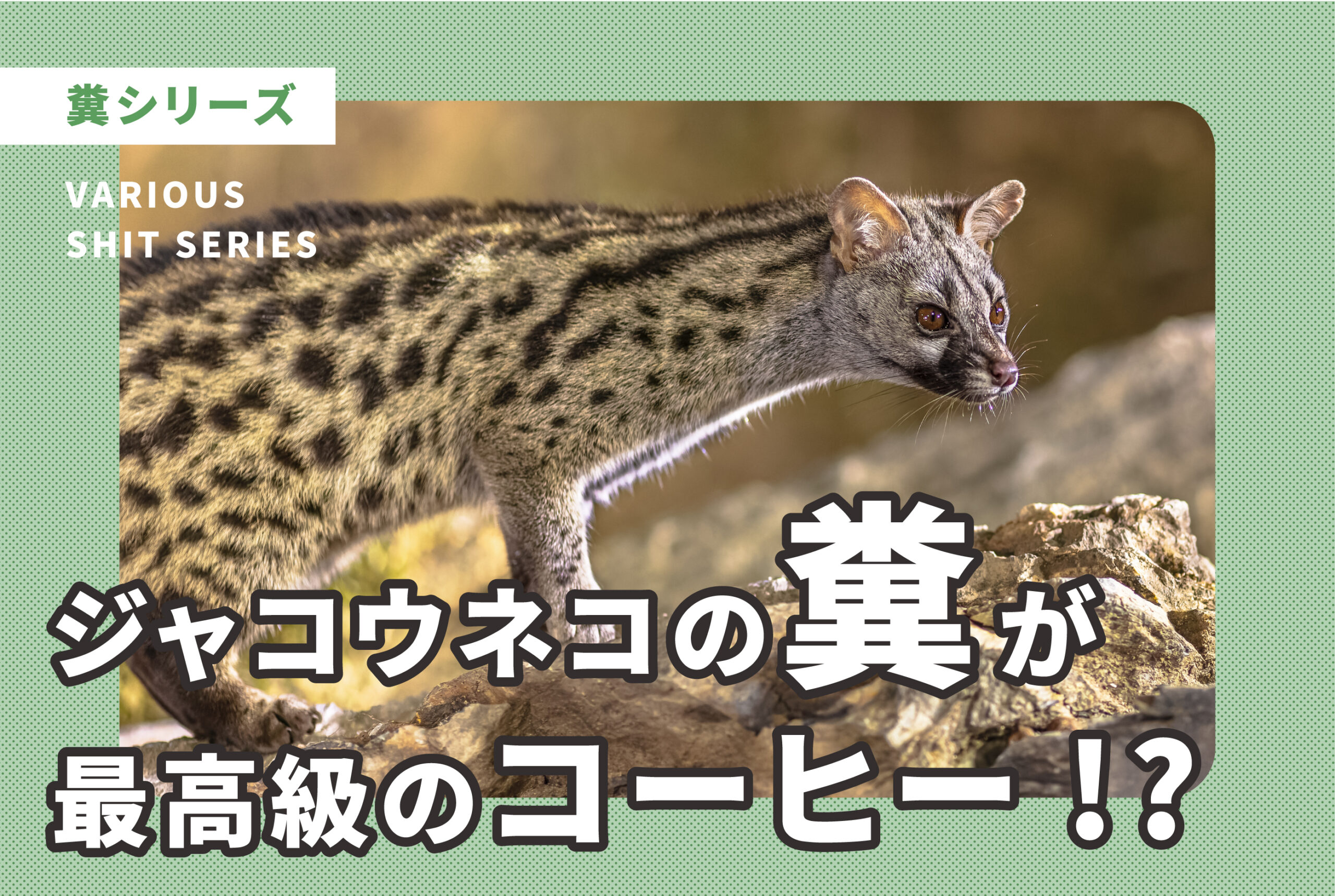 糞シリーズ「ジャコウネコの糞が最高級のコーヒー!? 」 | あしたにじ